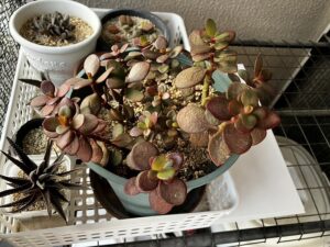 ダイソーで買った金のなる木の7年後