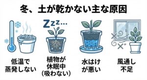 冬に観葉植物の土が乾きにくい理由