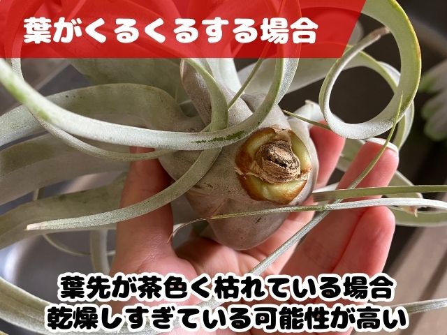 葉先がくるくる巻いたキセログラフィカ