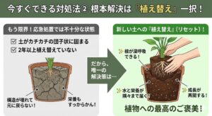 観葉植物の土がカチカチなときの解決方法