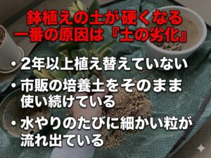 観葉植物の土がカチカチになる原因