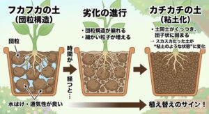 観葉植物の土がカチカチになる原因２