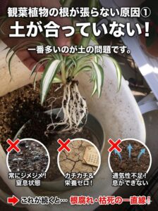 観葉植物の根が張らないときの原因①