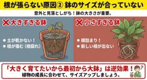 観葉植物の根が張らない原因②