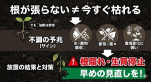 観葉植物の根が張らない時の対処法