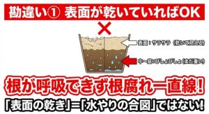 観葉植物の水やりでよくある勘違い①