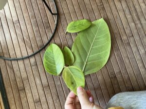 アルテシマの葉