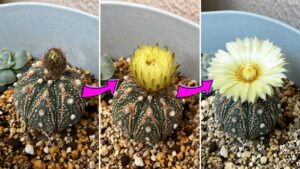 サボテンの花が咲くまでの3日間