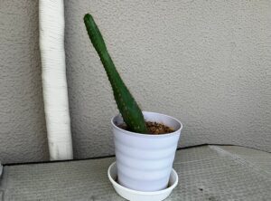 倒れかけのサボテン
