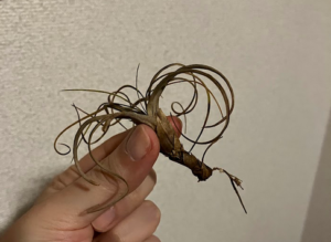 カラカラに枯れたエアプランツ