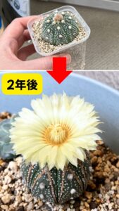 メルカリで買ったサボテンの2年後(初開花)