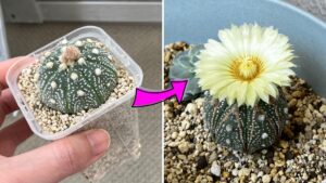メルカリで買ったサボテンの2年後(初開花)２