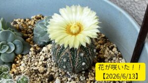 メルカリで買って2年後、花が咲いたサボテン