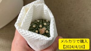 メルカリで購入したサボテン(兜丸)