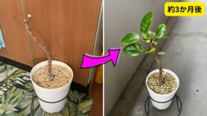 幹だけから復活した観葉植物