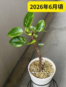 新芽がたくさん出た観葉植物