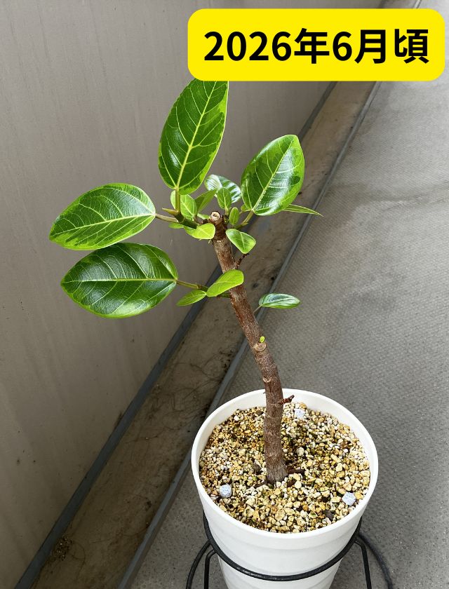 新芽がたくさん出た観葉植物