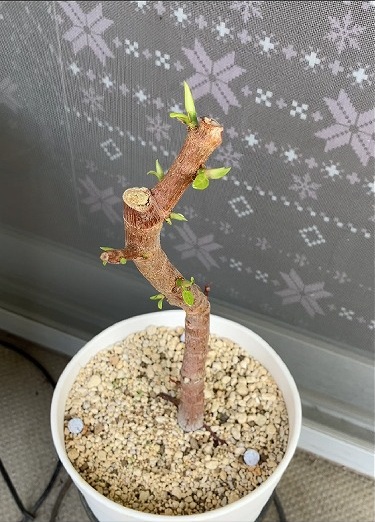 アルテシマの茎から出た新芽