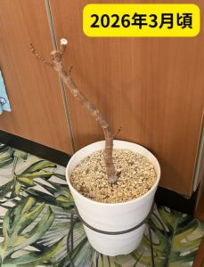葉がすべて落ちて幹だけになった観葉植物