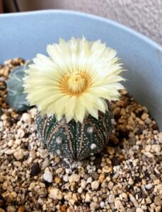開花した兜丸(サボテン)