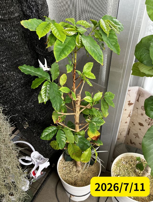コーヒーの木|ダイソー購入|約10年後