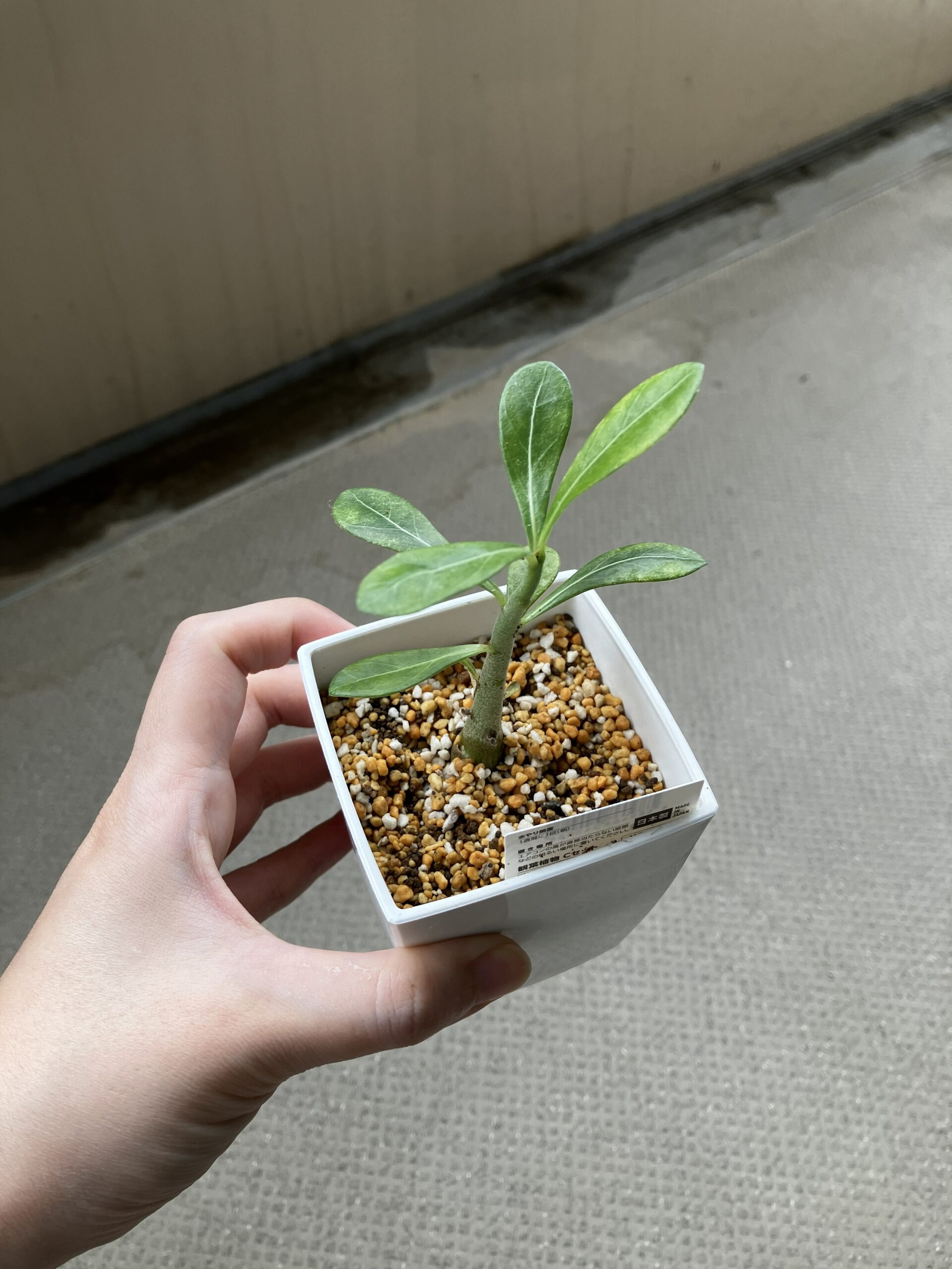 ハダニ付着中
