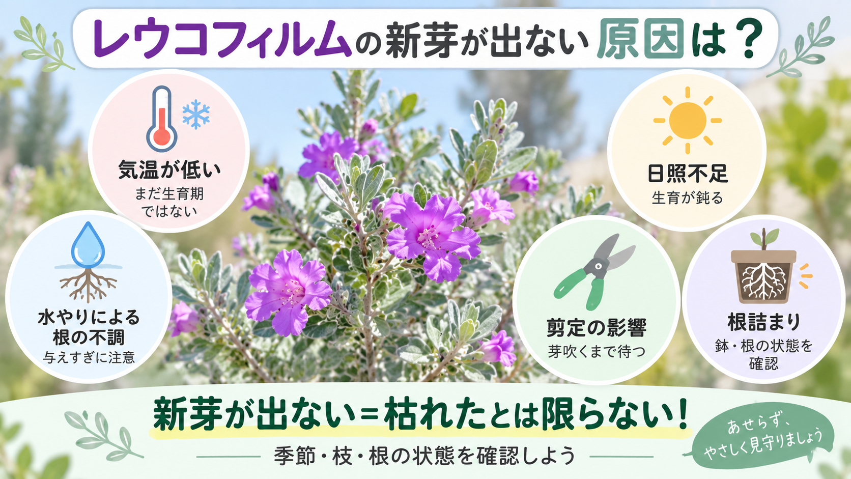 レウコフィルムの新芽が出ない原因
